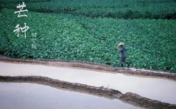 芒种是几月几日（2023年芒种是几月几日）