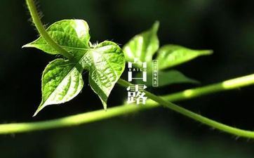 2023年白露是几月几号