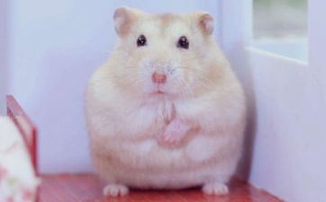 属鼠女成婚大利月 2023年属鼠女成婚最佳日期