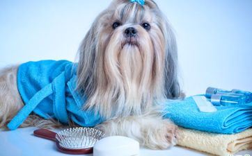 2023年属狗人8月哪几天合适出行 黄道吉日剖析