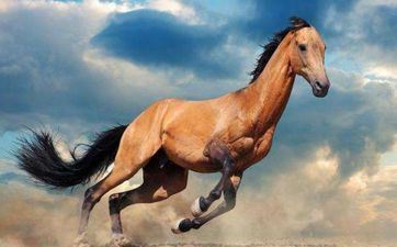 老黄历查询:2023年4月属马人搬迁好日子一览表