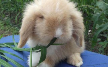 属相兔2023年正月入宅黄道吉日 哪天入宅最佳 属相兔2023年正月入宅黄道吉日 哪天入宅最佳