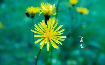 夏至2023年是哪天 2023年夏至时刻