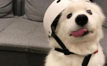 2023年属狗人2月搬迁黄道好日子 哪天搬迁最吉祥