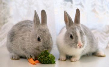 2023年阴历九月属兔人进新房日子 宜入新宅好日子吉时