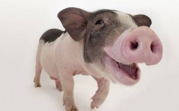 2023年阴历闰二月属猪人婚庆嫁娶好日子查询表 哪几天成婚最吉祥