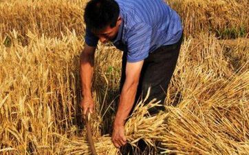 2023年小满阴历什么时分 是什么星座星期几