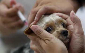 94年属狗的2023年成婚好日子 94狗和95猪2023年成婚好日子 94年属狗的2023年成婚好日子 94狗和95猪2023年成婚好日子