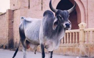 癸卯2023年阴历七月属牛人提车黄道吉日一览