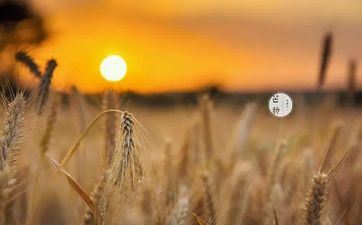 2023年芒种是从几月几日几点几分开端的