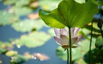 2023年小暑时刻 小暑是几月几号2023年 2023年小暑时刻 小暑是几月几号2023年