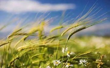 2023年几月几日是芒种节气？芒种节气2023年 2023年芒种万年历