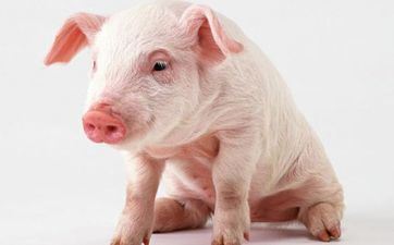 黄历择日 属猪的2023年11月最吉祥的开市日子