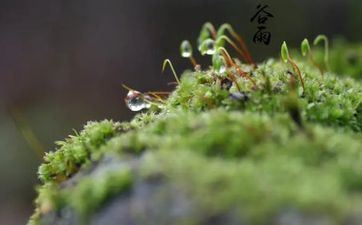 2023谷雨是阳历几月几日