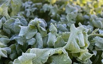 2023年寒露宜忌查询 这天日子好不好