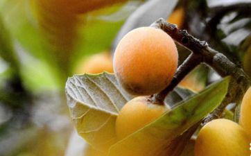 2023年小满能够办婚礼吗 小满合适婚礼