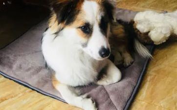 开市择吉 2023年属狗人9月最好的开市日子 开市择吉 2023年属狗人9月最好的开市日子