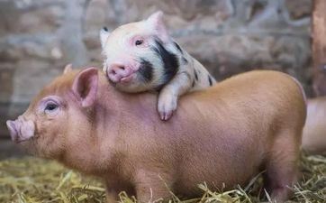 属猪人阴历九月成婚黄道好日子 2023年阴历九月属猪人婚庆嫁娶好日子