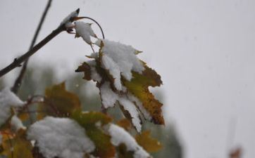 大雪节气日期是固定的吗？大雪节气会不会下雪？