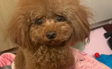 属相属狗2022年11月进新房日子 2022年11月入新居好日子吉时