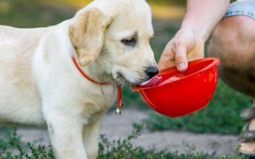 阴历十一月黄历择吉 2022年属狗人阴历十一月合适订亲的日子