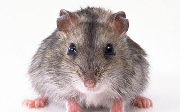 冲鼠煞北成婚会怎样样？属鼠成婚怎样选日子