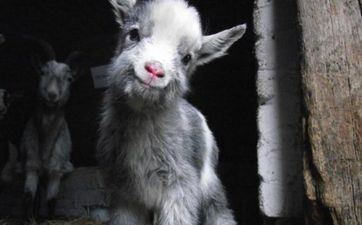 属相羊2023年7月宜订亲的日子是哪天 属羊人2023年7月订亲最吉祥好日子