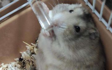 属鼠人适宜开什么店 属鼠的人适宜做什么