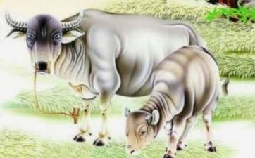 属牛的2022年阴历十二月哪天订亲好 2022年腊月哪天可提亲