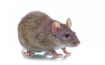 属鼠人2022年12月搬新家好日子 2022年12月哪天最吉祥