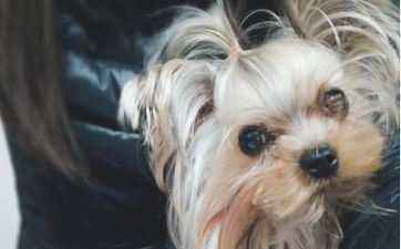 属狗人在2023年9月哪天可以入宅 属狗人2023年9月哪天入宅好