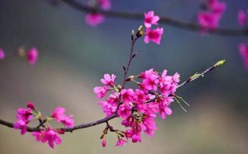 躲春有必要独处吗？ 躲春必定在家吗