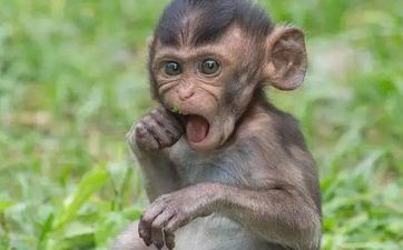 2004年属猴的文昌位在哪个方向 属猴人怎么提高学业运