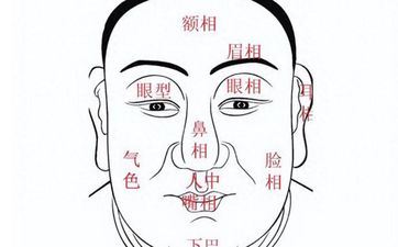 牛眼面相 牛眼的特色介绍?