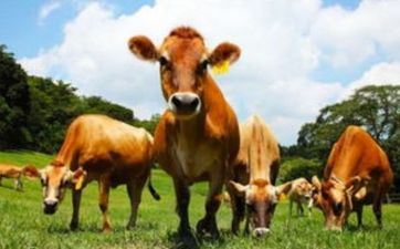 属牛人2022年阴历十一月开业好不好 2022年冬月开业好日子查询