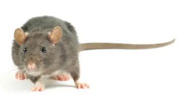 2022年属鼠人阴历十一月进新房日子 2022年冬月新房入住良辰吉日