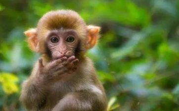 属猴人2023年阴历二月黄道好日子开业一览表 属猴人二月开业黄道好日子