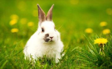 属兔人2023年5月哪天领结婚证最吉祥