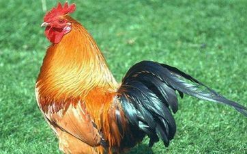 属鸡的2023年是犯太岁吗 属鸡人2023年怎么化解牢狱之灾