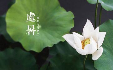 处暑和风阵阵凉 葵花朵朵向阳光的意思 处暑的阳光特色