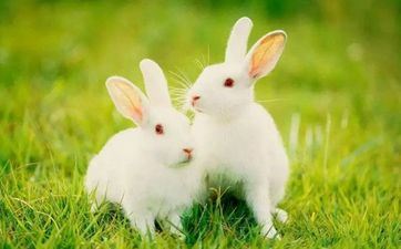 属兔人怎样提高孩子的命运 属兔平常心对待孩子 属兔人怎样提高孩子的命运 属兔平常心对待孩子