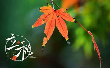 立秋出世的属鼠宝宝命好吗 鼠宝宝几月出世最好 立秋出世的属鼠宝宝命好吗 鼠宝宝几月出世最好