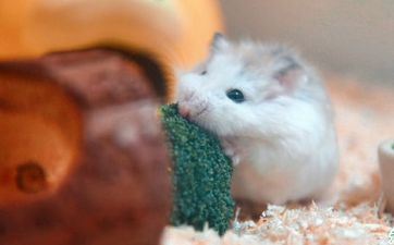 属鼠人2023年阴历七月初几入住新房最吉祥