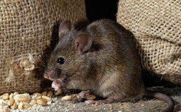 属鼠人2023年成婚最好的日子 婚嫁黄历好日子查询