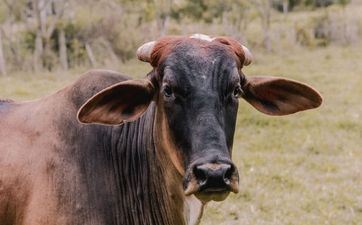 2022年阴历二月合适属牛订亲的日子