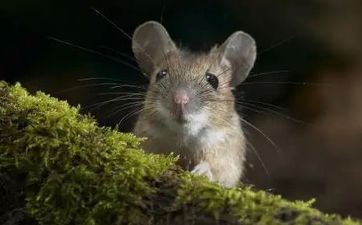 属鼠人2023年7月领证黄道好日子查询 2023年7月合适属鼠人的领证好日子一览表