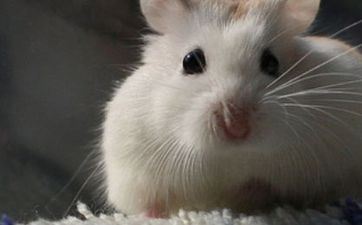 1972年属鼠的2022年财气方位 72年属鼠2022年怎么提高财气