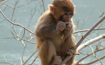 属猴人2023年9月搬新家最吉祥的日子有哪些