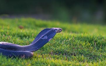 2023年10月属蛇人成婚好日子查询 2023年10月哪几天宜婚嫁 2023年10月属蛇人成婚好日子查询 2023年10月哪几天宜婚嫁