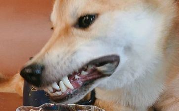 龙日冲狗煞南对哪一年的狗 属狗的月份出世运程！